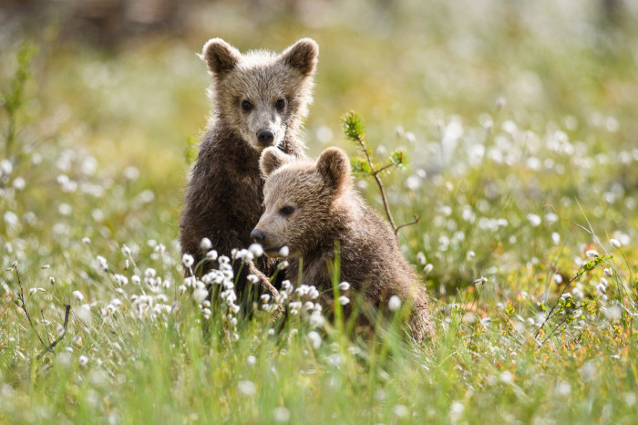 Wildlife Finnland