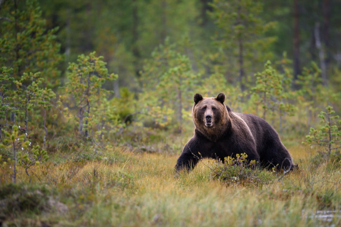 Braunbären im herbstlichen Finnland