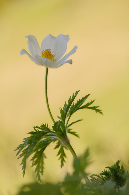 fotografie-pflanzen-5179