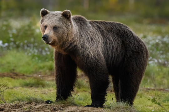 20170600-Baeren-Finnland-4891