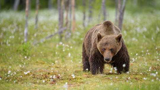 201507-Baeren-Finnland-9128