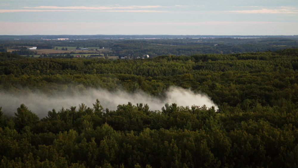 The health effects of poor air quality A forest with smoke rising from it