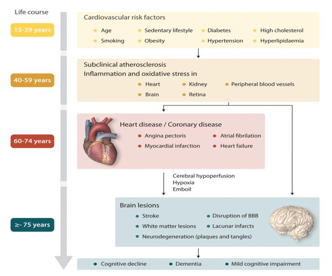 Life course: 15-39 years - Cardiovascular risk factors: age, smoking, sedentary lifestyle, obesity, diabetes, hypertension, high cholesterol, hyperlipidemia. 40-59 years - Subclinical atherosclerosis inflammation and oxidative stress in: heart, brain, kidney, retina, peripheral blood vessels. 60-74 years - Heart disease / coronary disease: angina pectoris, myocardial infarction, atrial fibrillation, heart failure, cerebral hype perfusion, hypoxia, emboil. Over 75 years - brain lesions: stroke, white matter lesions, neurodegeneration (plaques and tangles_, disruption of BBB, lacunar infarcts and will cause cognitive decline, dementia, mild cognitive impairment.