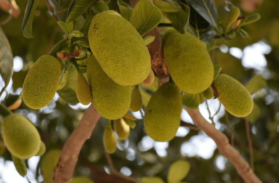 jackfruit aan boom