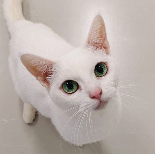 白い猫がこちらを見上げている