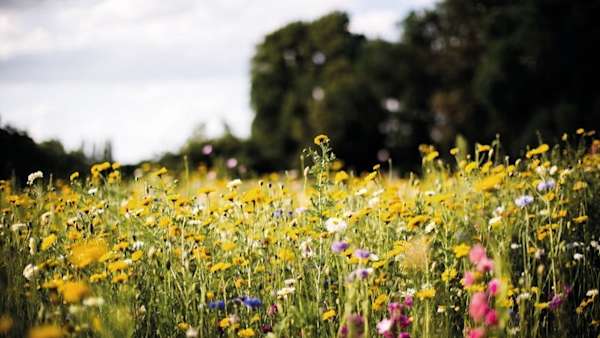 Field of wild flowers.