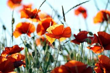 Poppy flowers
Photo by Susanne Jutzeler from Pexels