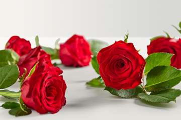 SingleStemRose Red Hero