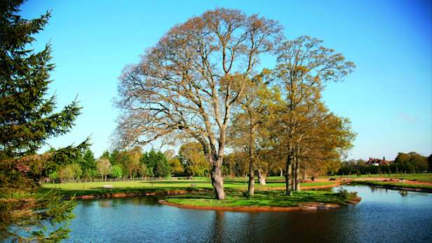 hinton-park-trees