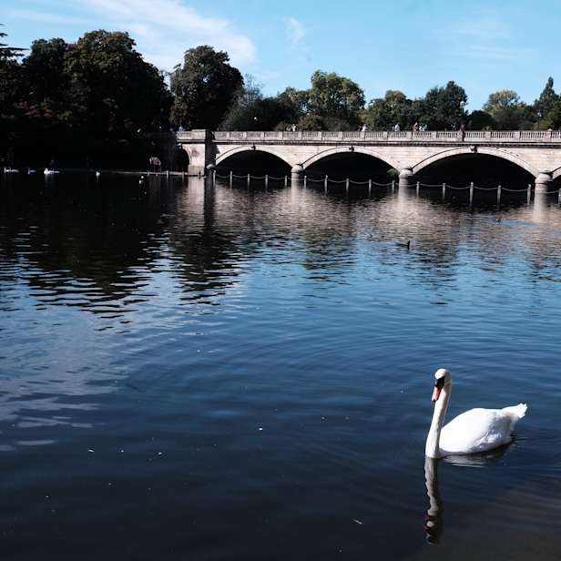 Water with a swan in the foreground and a white bridge in the background
