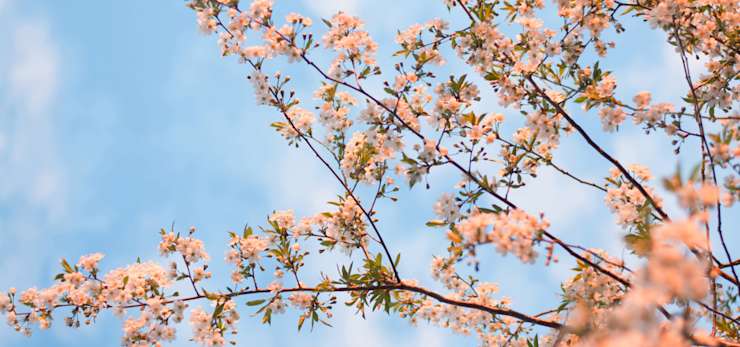 pink-flowers-coop-funeral-homepage