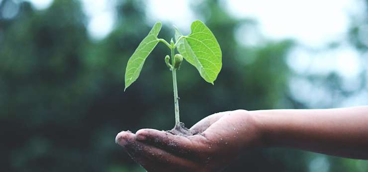 holding a plant in a hand