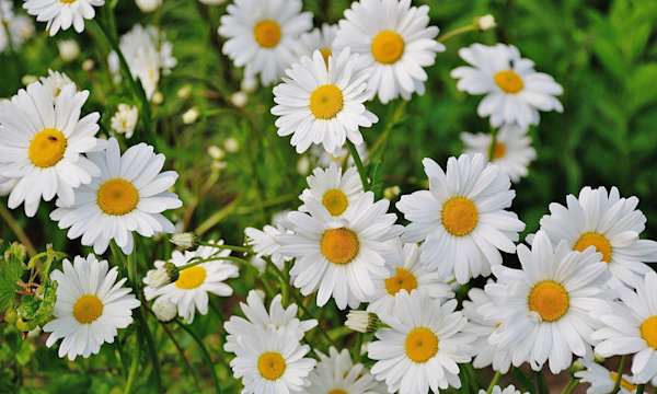 Daisies growing outside