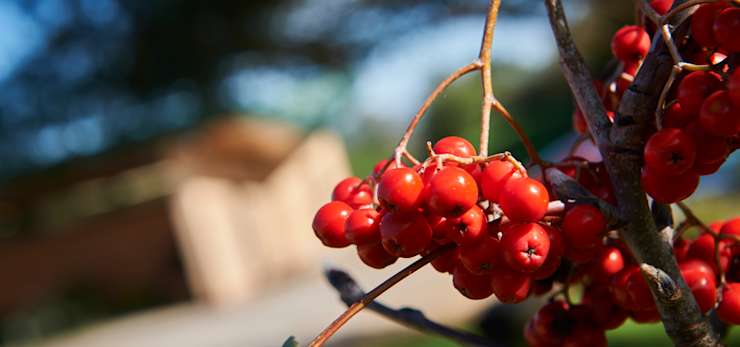 berry-close-woodland
