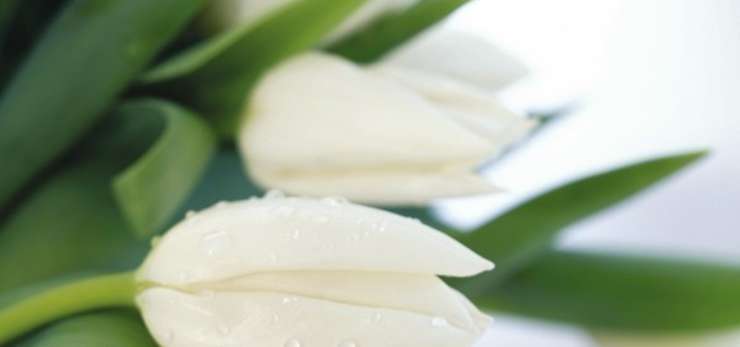 Freshly picked white tulips.
