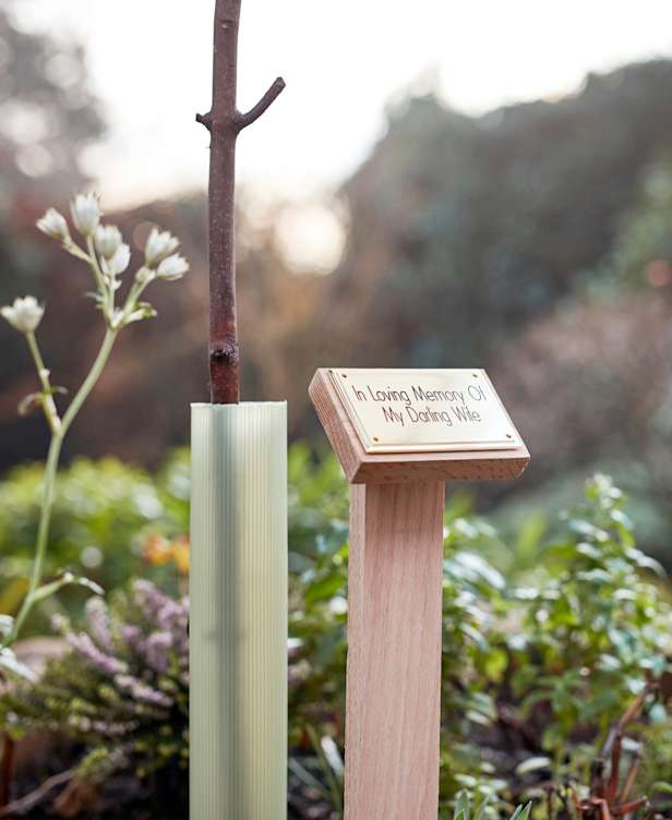 Memory tree with plaque