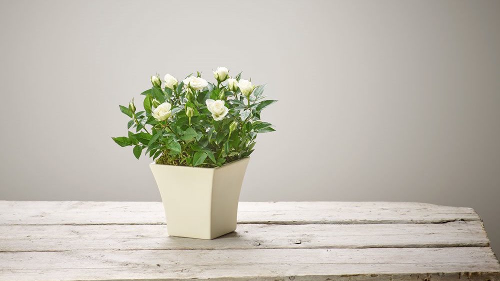 Cream Rose sympathy arrangement Cream Rose sympathy arrangement