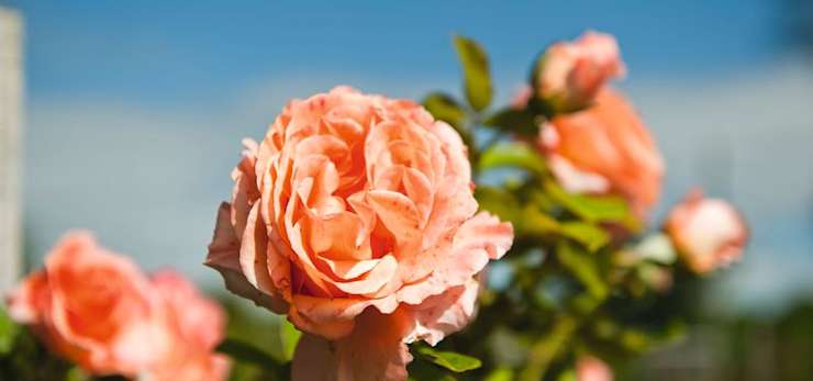 Peach garden flowers.