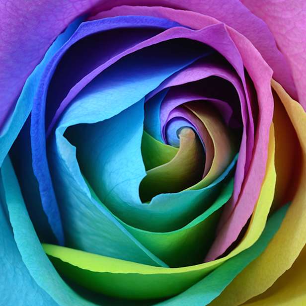 Rainbow rose