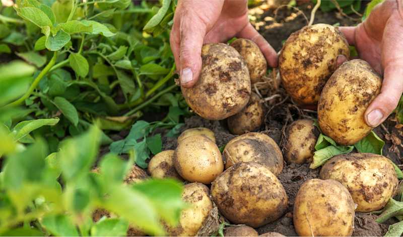 Inside HelloFresh’s Handpicked Global Supplier Network: 2,000+ Partners Across 18 Markets