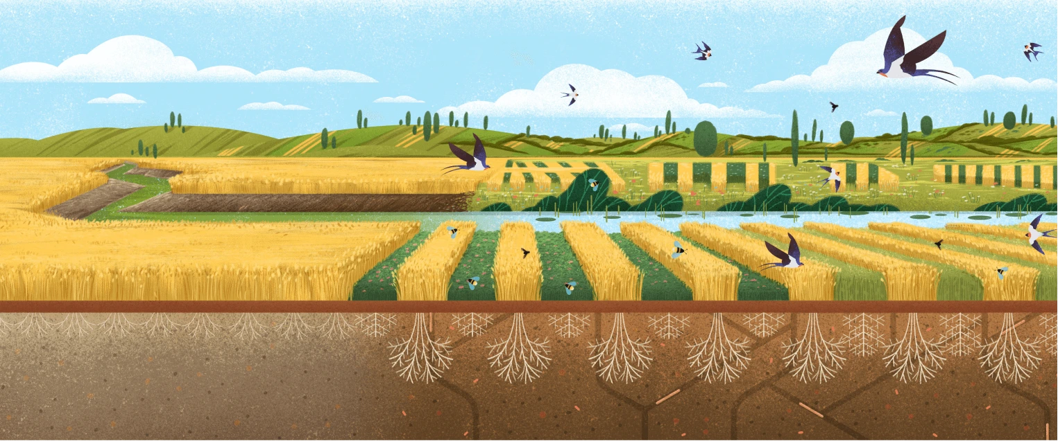 Illustration of soil, fields and birds