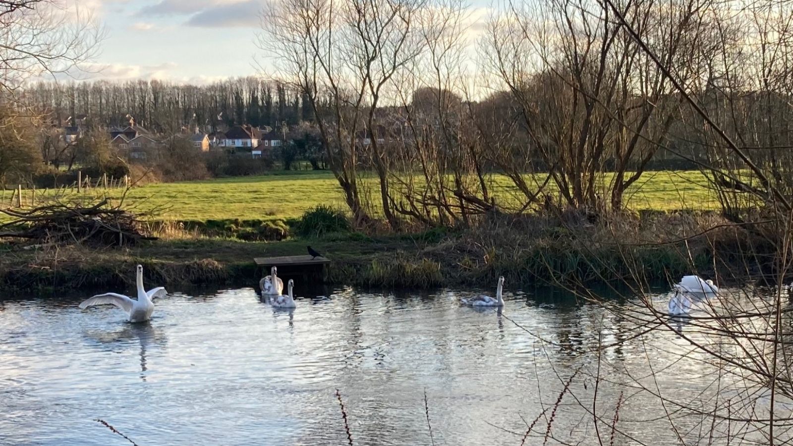 Swans on water