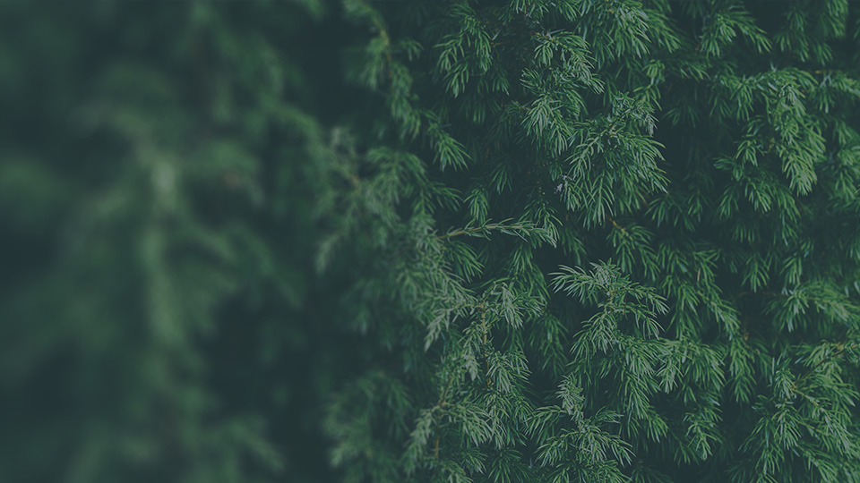KA JU Juniper 1900x470