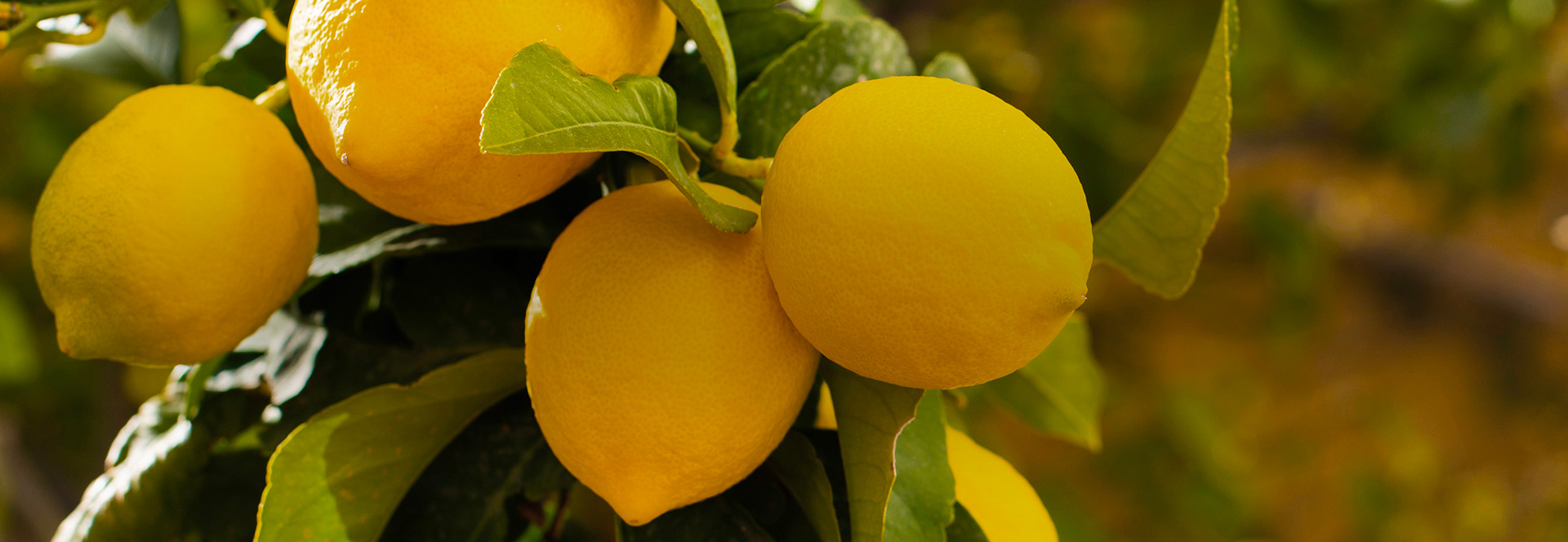 MajesticYellow Masthead 4320x1494 Desktop