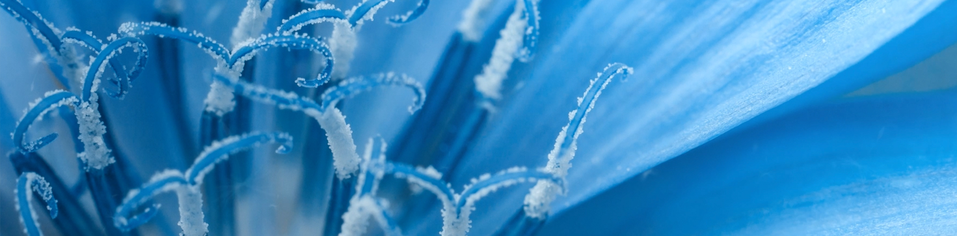 KA VB VelvetBlue 1900x470