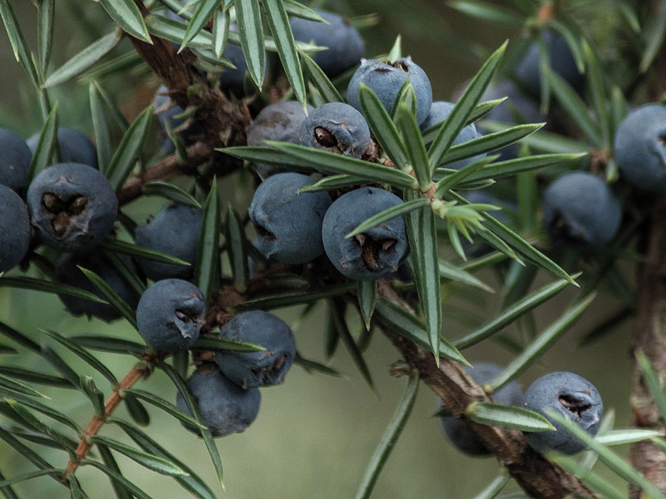 Juniper Masthead 4320x1494 Desktop