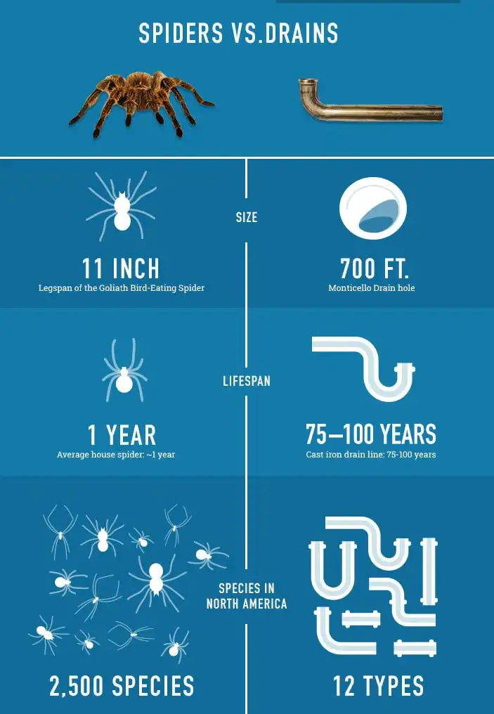 spiders in drains