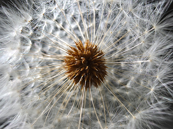 s25-ultra-premium-content-blomst-camera-600-450