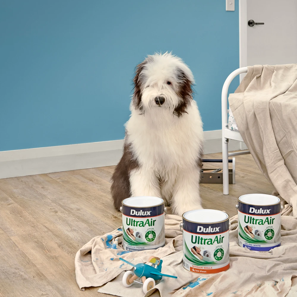 Dulux dog on floorboards with drop sheet and paint cans of Dulux UltraAir.