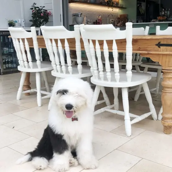 Rectangle timber table and white chairs with old English sheepdog