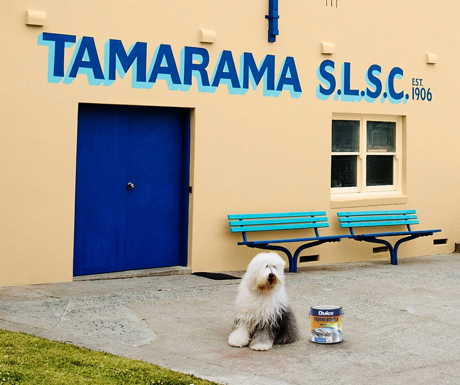 Surf Life Saving Slub
SLSC
Weathershield
Digby dog
Tamarama