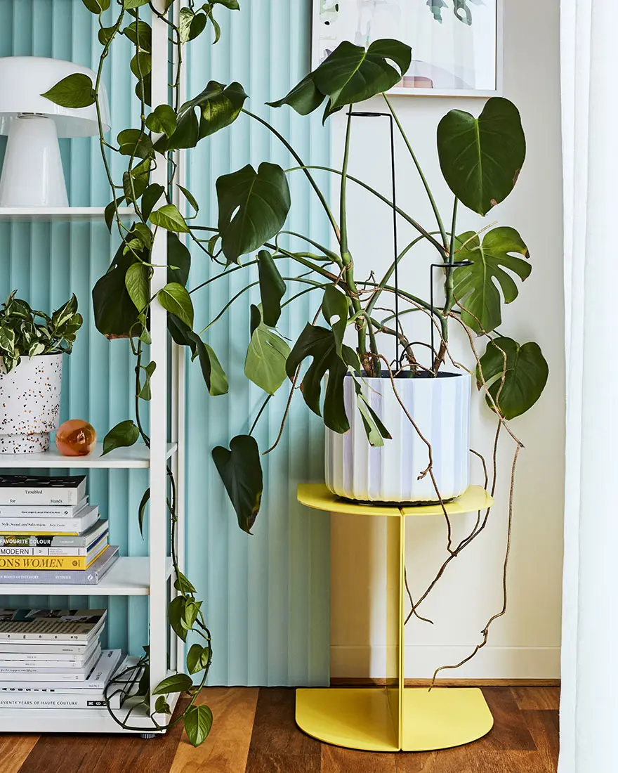 Monstera plant on yellow plant stand in front of light blue fluted wall