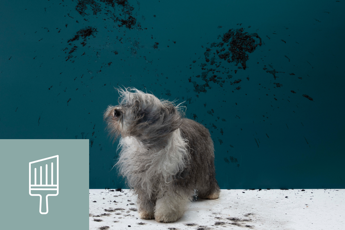 Dog shaking dirt off coat against dark teal wall with inset of brush icon