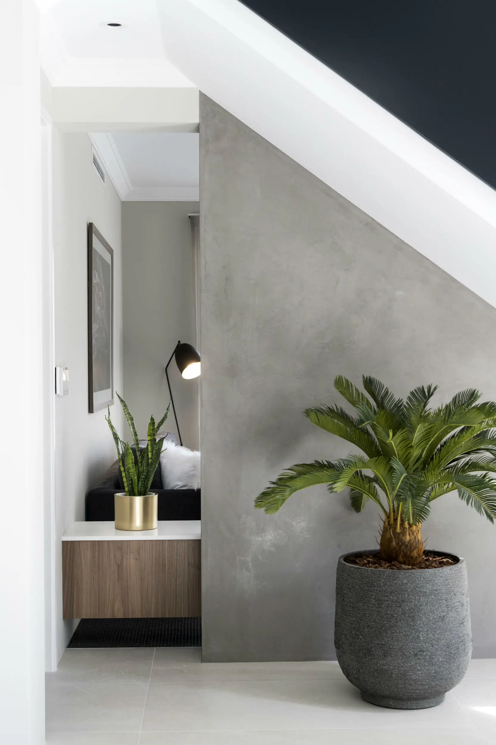 Grey wall in living area with large pot plant.