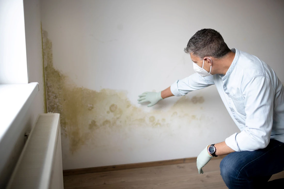 Man inspecting mould on wall with white gloves on