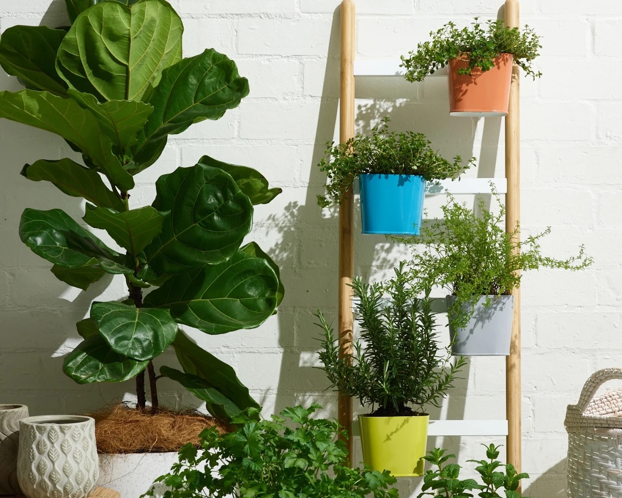 Coloured pot plants on a ladder against white wall