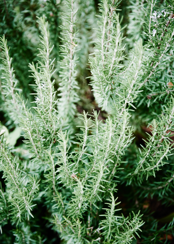 Rosemary in a garden