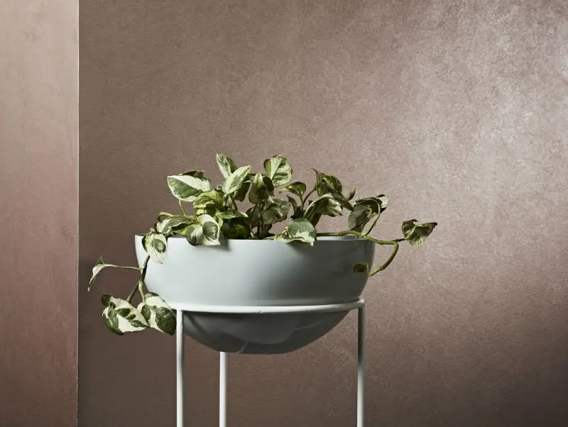 Metallic effect painted wall with white bowl-shaped planter in stand