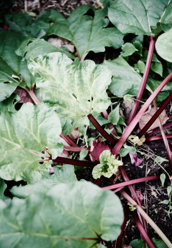 Rhubarb in a garden