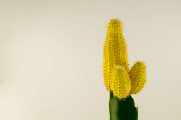 Cactus penis
