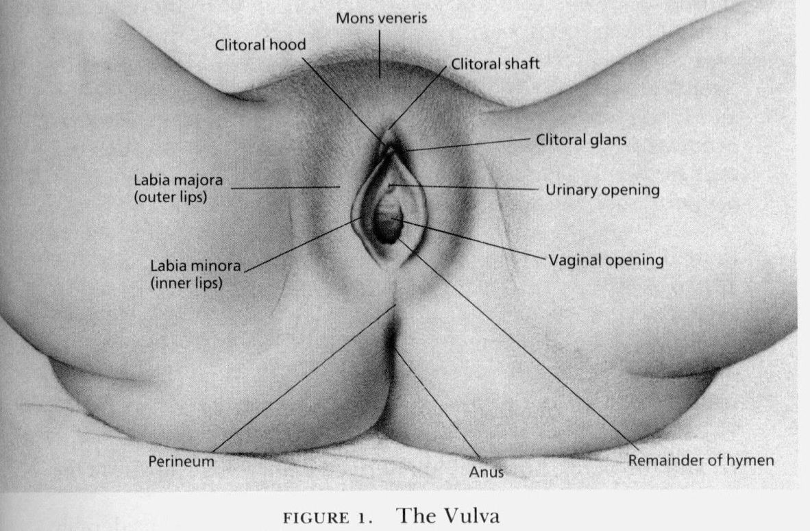 Female vulva anatomy