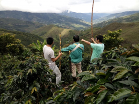 Let's talk about Norcafé, a coffee cooperative in Peru.