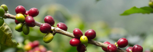 How coffee lovers can help coffee growers 