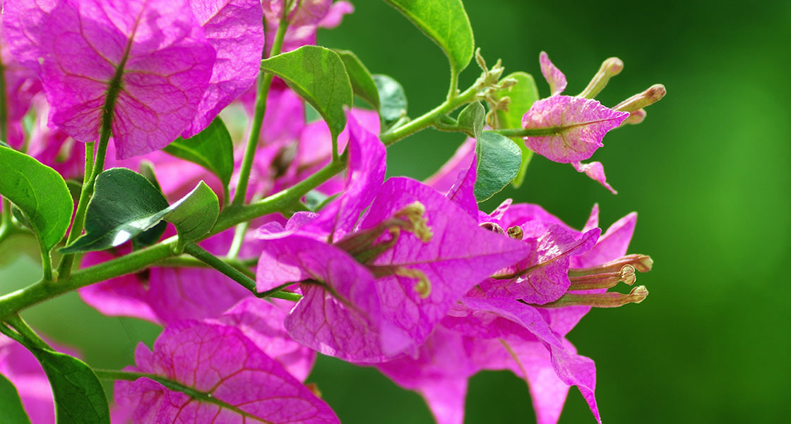 Bougainvillea