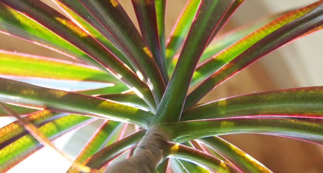 Madagascar Dragon Tree