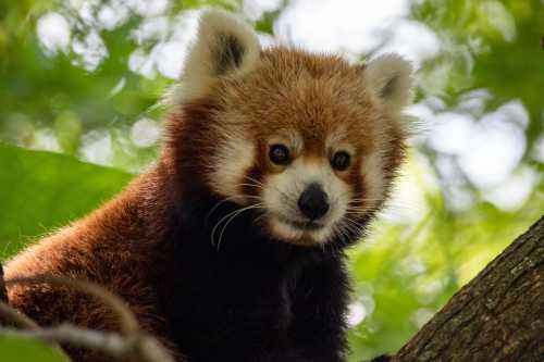 See red pandas at the WNC Nature Center